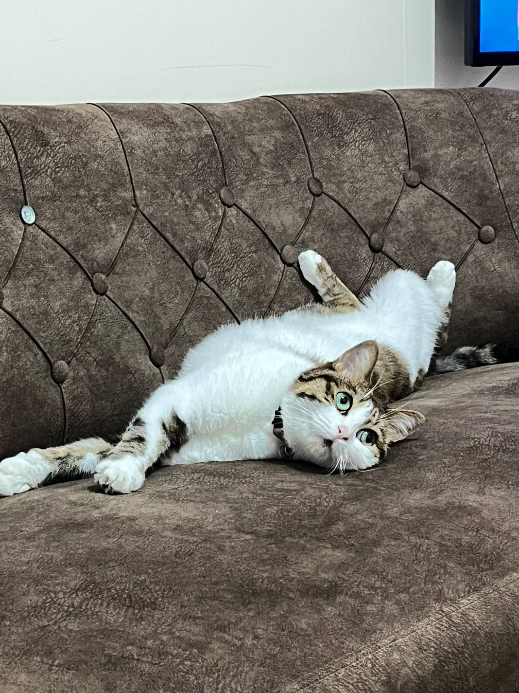 Kedi tüyü gerçekten öldürür mü? Uzman isim son noktayı koydu 1